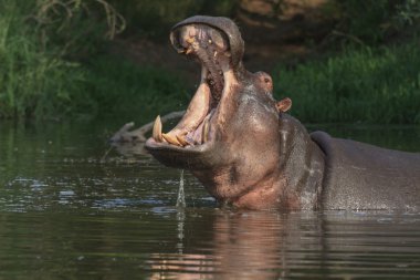 Hippo with open mouth clipart