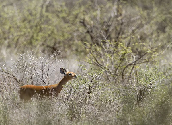 Steenbok antilopu — Stok fotoğraf