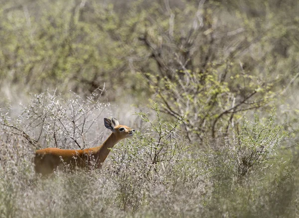 Antílope de Steenbok —  Fotos de Stock