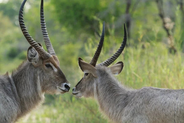 Waterbucks Touching Noses — Stock Photo, Image