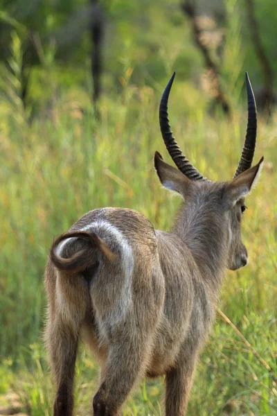 Water Buck — Stock Photo, Image