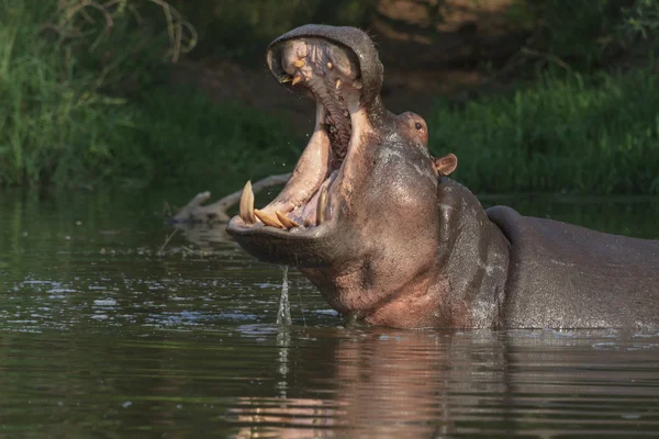 Hippopotame à bouche ouverte Photo De Stock