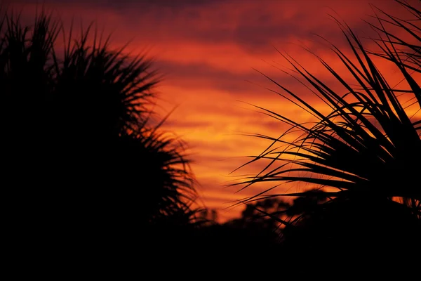 Palmy sylwetki przed zachodem słońca — Zdjęcie stockowe