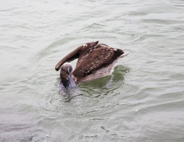 Okyanus Florida, Venedik, Sarasota, Güney İskelesi, Meksika Körfezi'nde balık için bir kahverengi Pelikan avcılık