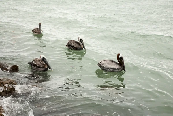 A few brown pelicans hunting for fish in ocean Florida, Venice, Sarasota, South Jetty, Gulf of Mexico — Stock Photo, Image