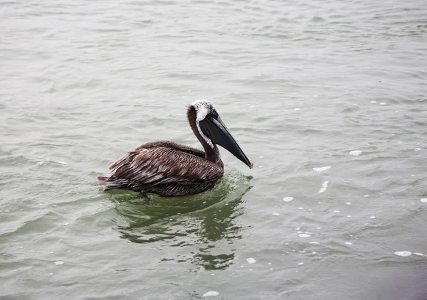 One brown pelican hunting for fish in ocean Florida, Venice, Sarasota, South Jetty, Gulf of Mexico — Stock Photo, Image