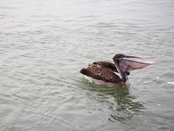 Ein brauner Pelikan auf der Jagd nach Fischen im Ozean von Florida, Venedig, Sarasota, Südsteg, Golf von Mexiko — Stockfoto