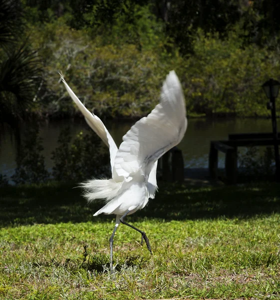 Portret latać biała Czapla — Zdjęcie stockowe