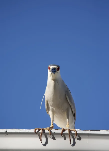 Black crowned night heron (Nycticorax nycticorax) on a sky background — Stock Photo, Image