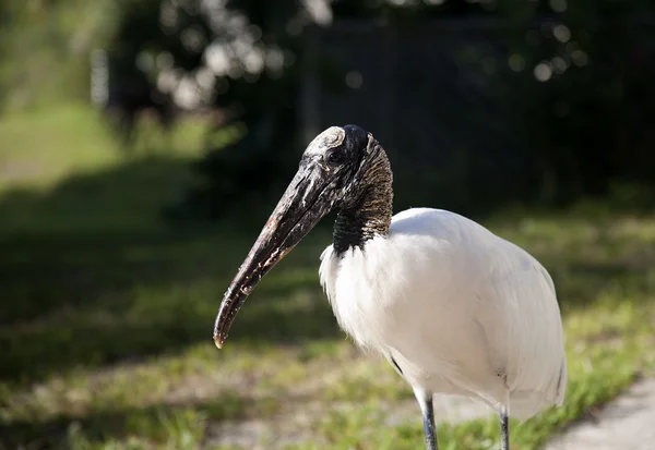 Portrait d'une cigogne des bois sur fond d'herbe verte — Photo