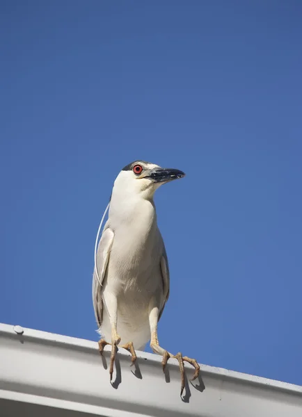 Black crowned night heron (Nycticorax nycticorax) on a sky background — Stock Photo, Image
