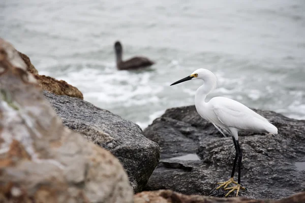 White snow egret on the rocks by the ocean — Stock Photo, Image