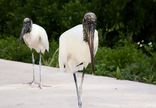 Twee hout storks foerageren naar voedsel op een achtergrond van groen gras — Stockfoto