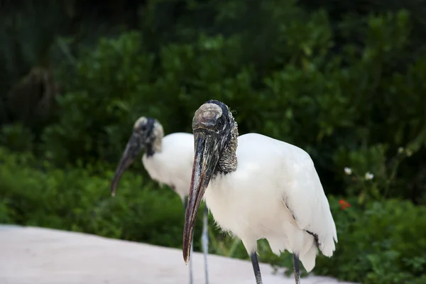 Two wood storks foraging for food on a background of green grass — Stock Photo, Image