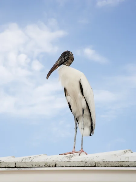 Wood stork landed on the roof sky background — Stock Photo, Image