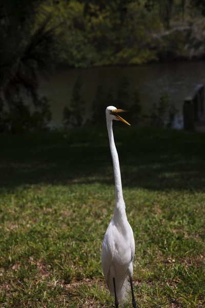 Ritratto di un airone bianco su uno sfondo di erba verdeRetrato de una garza blanca sobre un fondo de hierba verde — Zdjęcie stockowe