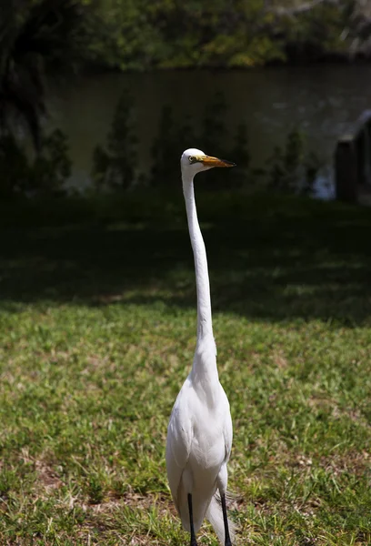 Ritratto di un airone bianco su uno sfondo di erba verdeRetrato de una garza blanca sobre un fondo de hierba verde — Zdjęcie stockowe