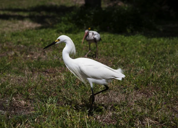 Horizontal image of white snow egret on a background of green grass. White  Crane — Stock Photo, Image