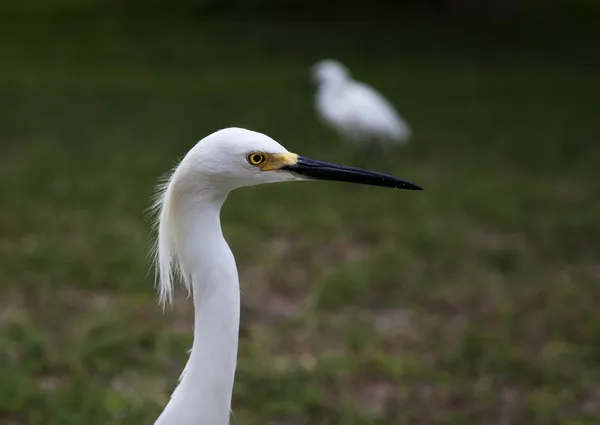 Close portrait of a white snow  egret on a background of green grass — Stock Photo, Image