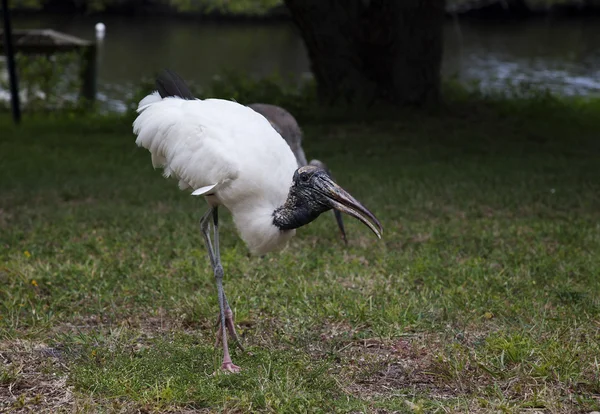 Kaalkopooievaar foerageren naar voedsel op een achtergrond van groen gras — Stockfoto