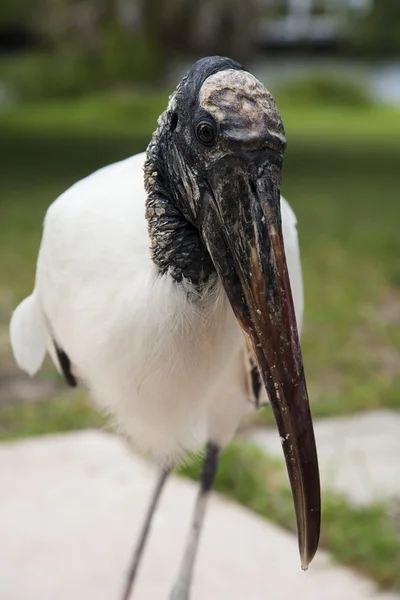 Portrait of a Wood stork on a background of green grass — Stock Photo, Image