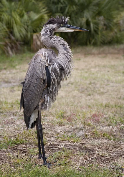 Portrait of a Great blue heron — Stock Photo, Image