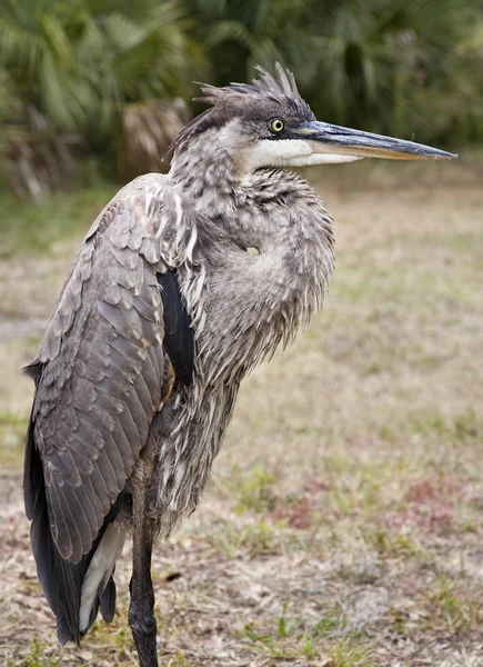 Portrait of a Great blue heron — Stock Photo, Image