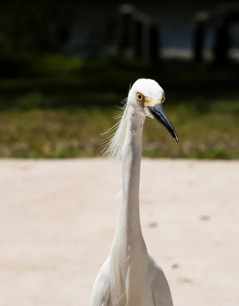 Close portrait of a white snow  egret — Stock Photo, Image