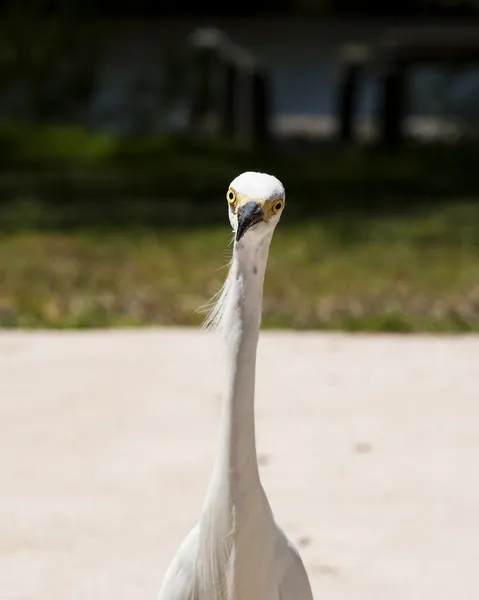Close portrait of a white snow  egret — Stock Photo, Image