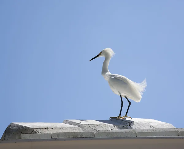 White snow egret on a background blue sky — Stock Photo, Image