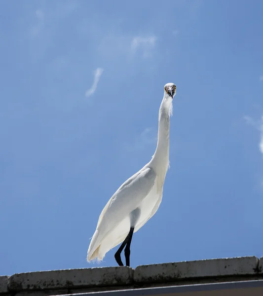 背景の青い空に白い雪の白鷺 — ストック写真