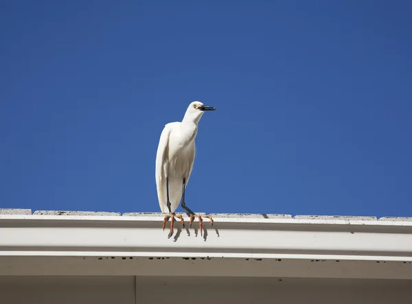 Witte sneeuw zilverreiger op een achtergrond blauwe hemel — Stockfoto