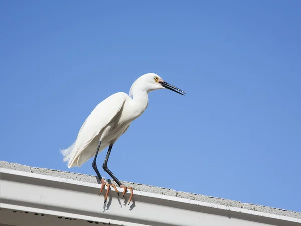 Witte sneeuw zilverreiger op een achtergrond blauwe hemel — Stockfoto