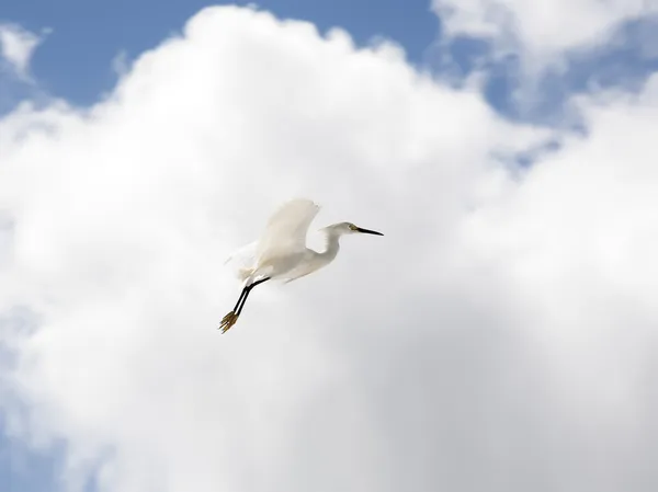 White snow egret flies — Stock Photo, Image