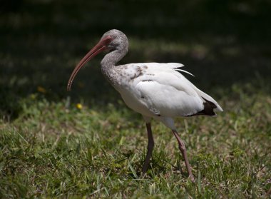 Ibises  foraging for food clipart