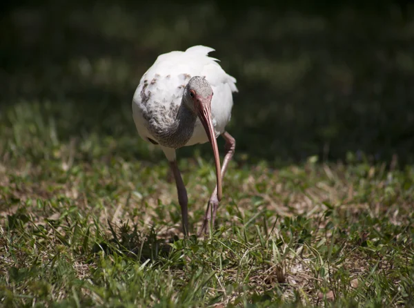 Ibises  foraging for food — Stock Photo, Image