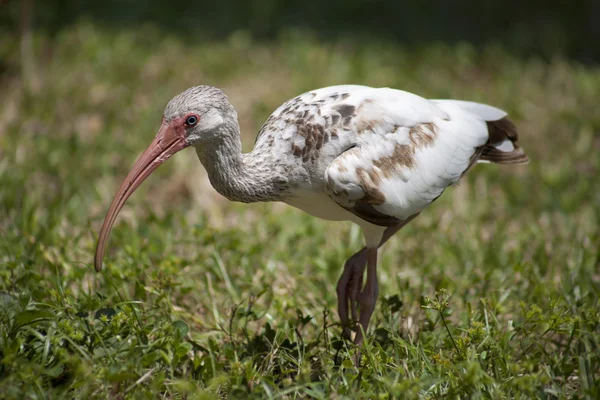 Ibises  foraging for food — Stock Photo, Image