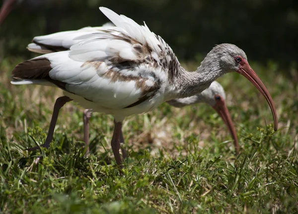 Dwa ibises żerowania dla żywności — Zdjęcie stockowe