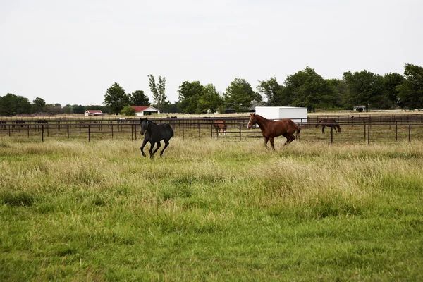 Thoroughbred horses running and playing in a field — Stock Photo, Image