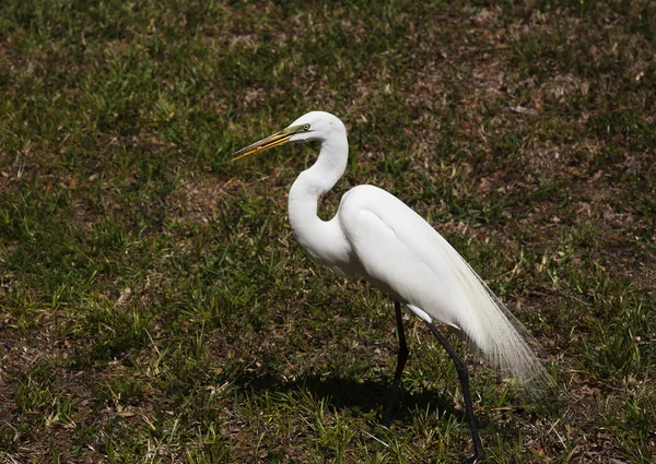 White egret . White  Crane — Stock Photo, Image