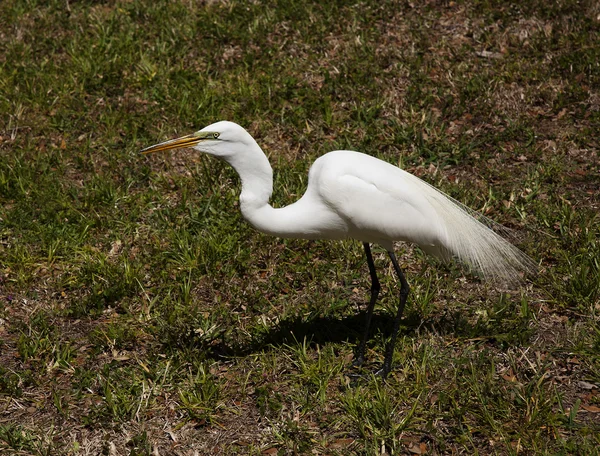 White egret . White  Crane — Stock Photo, Image