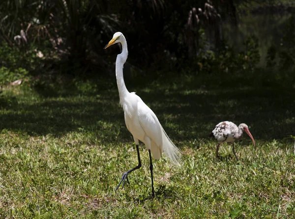 Witte zilverreiger. witte kraan — Stockfoto