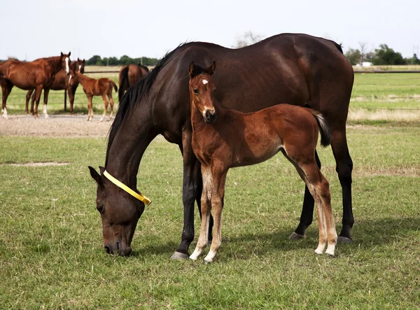 Horses mare and foal eating in the meadow — Stock Photo, Image