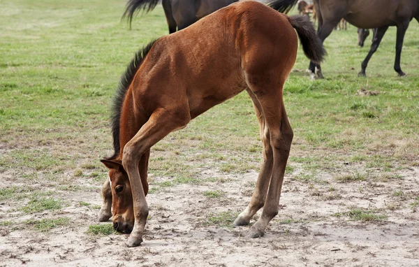 サラブレッドの赤ん坊の子馬 ストック写真