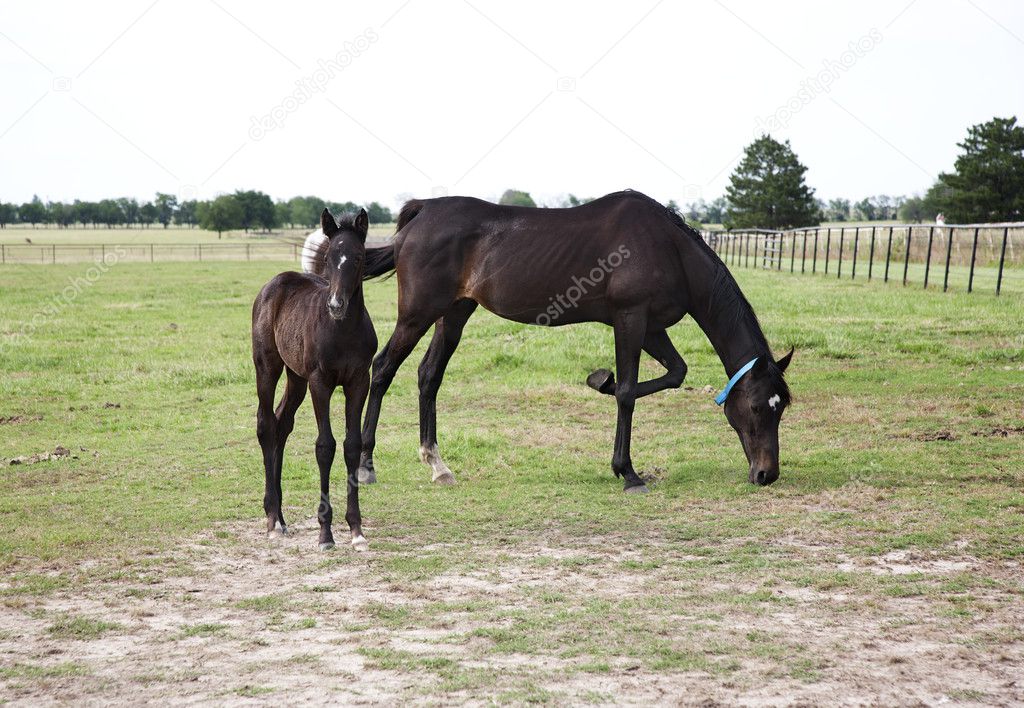 horses mare and foal eating in the meadow