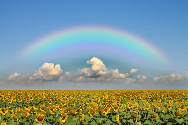 Ein Feld mit Sonnenblumen — Stockfoto