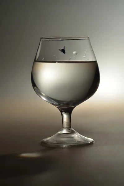 Glas met een vlieg — Stockfoto