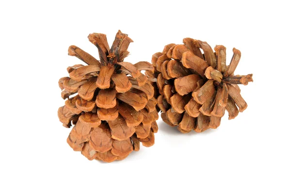Pine cones on a white background — Stock Photo, Image