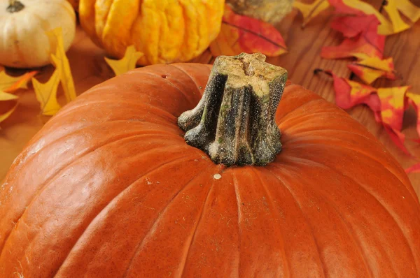 Colorful pumpkin — Stock Photo, Image