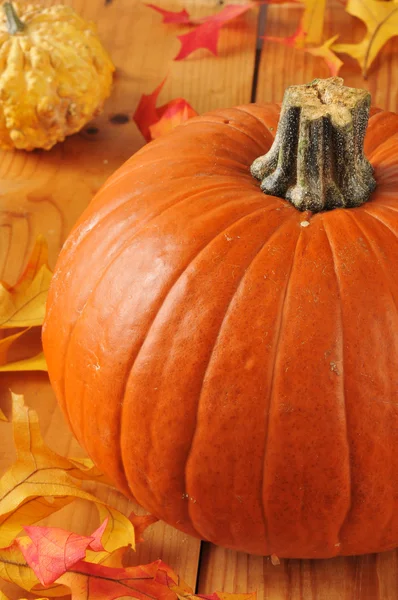 Pumpkin — Stock Photo, Image